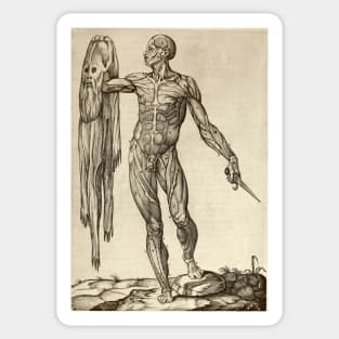 Dissected cadaver with flayed skin (C019/7086) Sticker